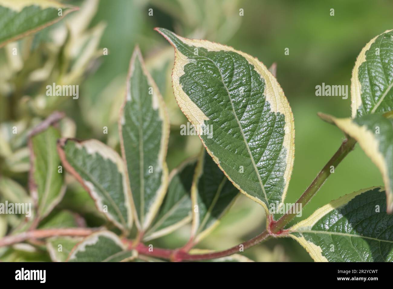 Weigelia weigela florida Fotos und Bildmaterial in hoher Auflösung
