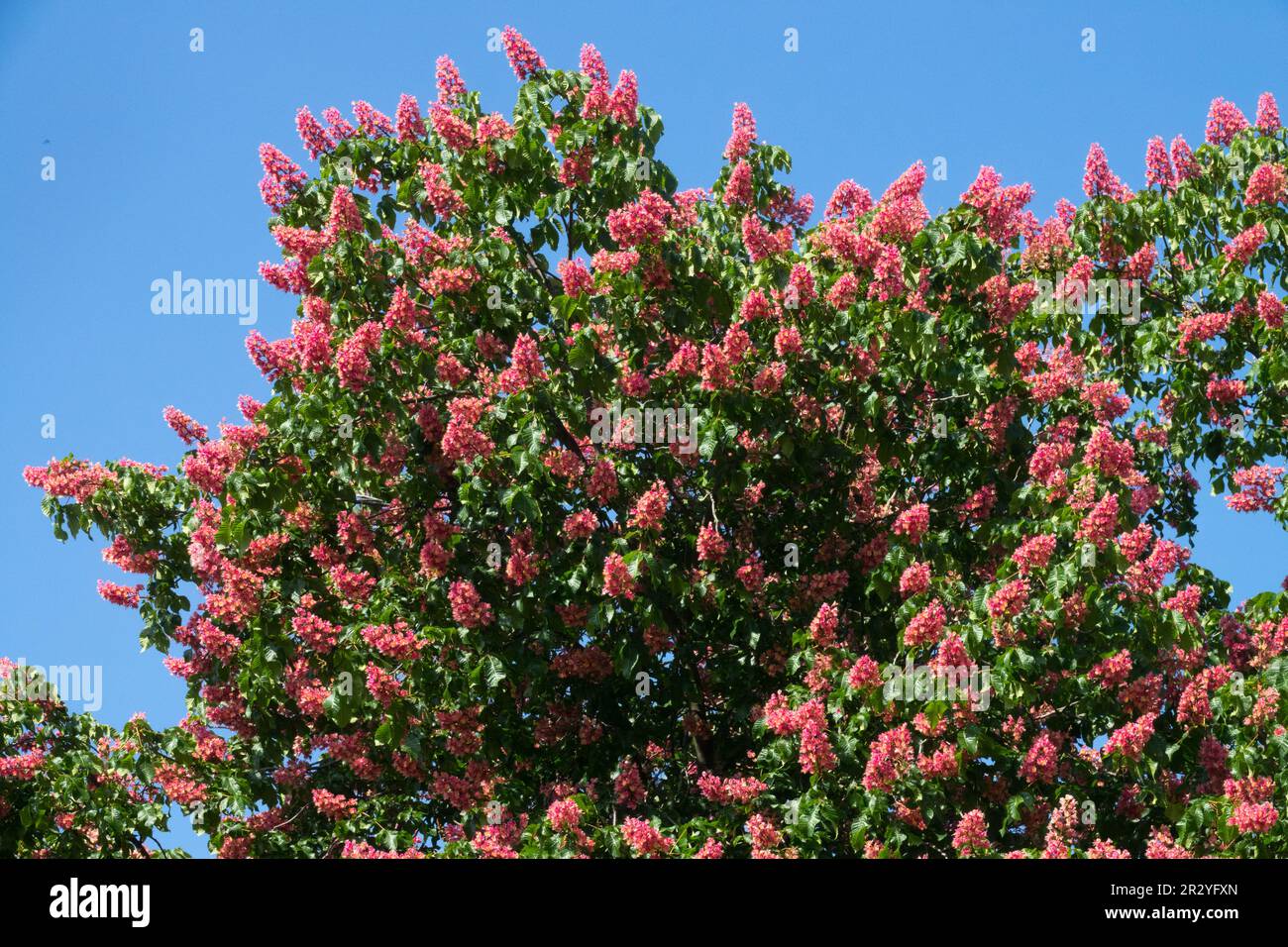 Kastanienbaum mit rotem Pferd und Carnea „Briotii“ Stockfoto