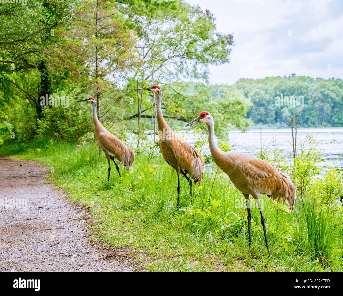 Sandhill Cranes im Kensington Metropark in Michigan Stockfoto