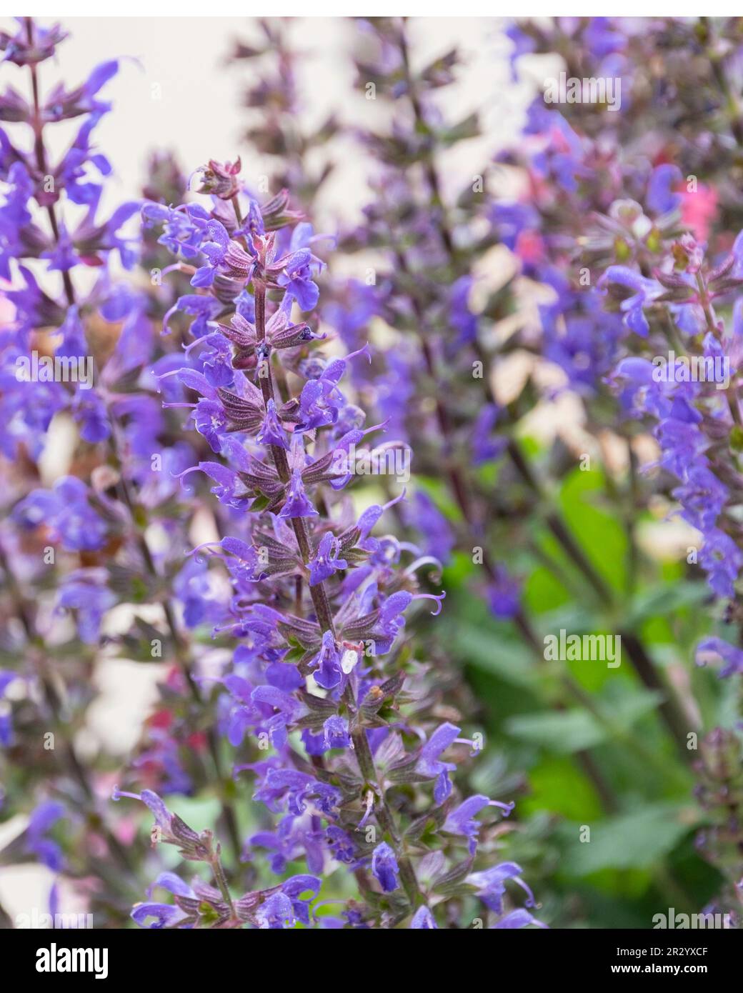 Mitternachtslila Salvia, Nahaufnahme der Blüten. Kansas, USA. Stockfoto