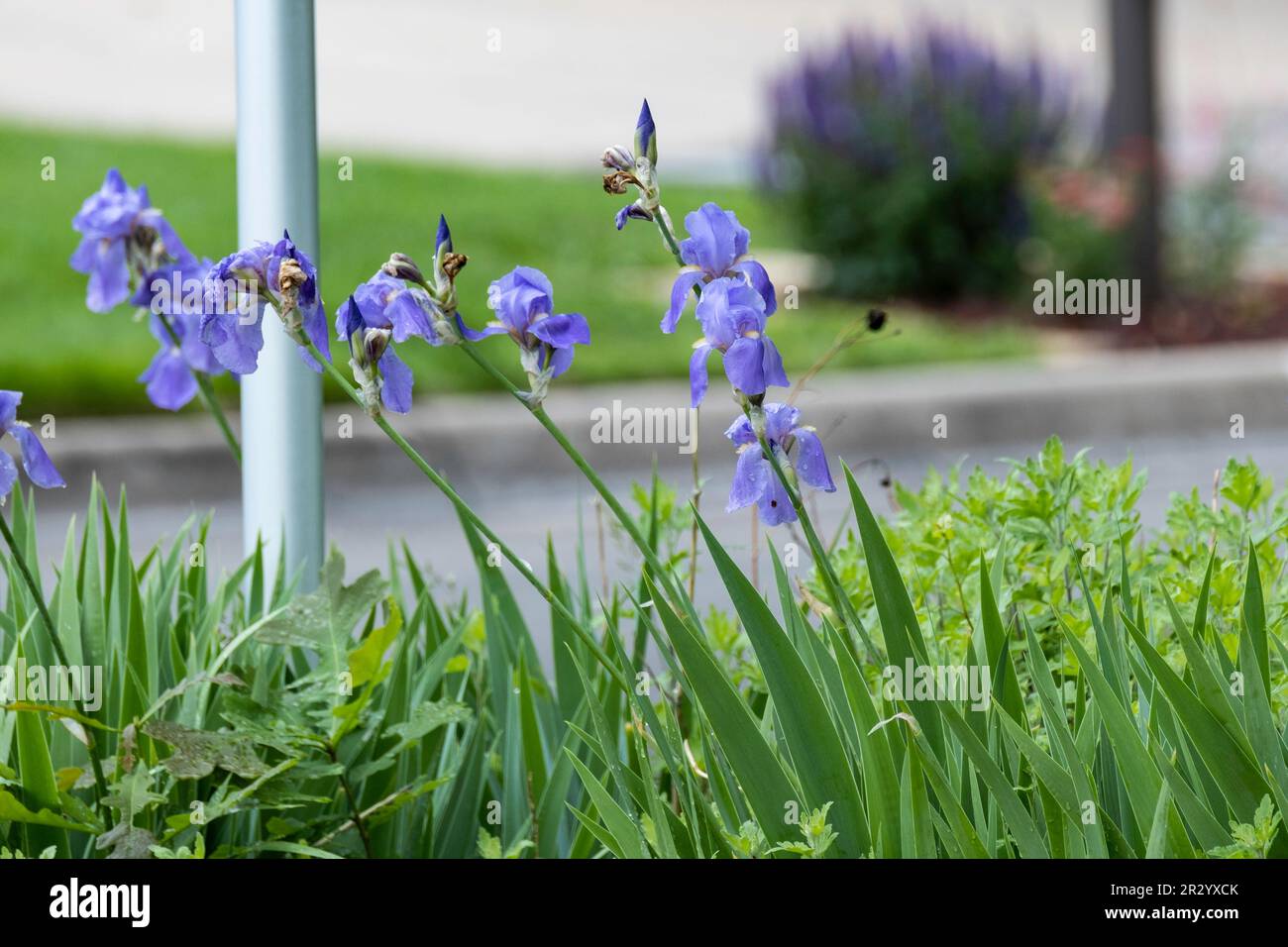 Blaue, bärtige, hohe Irisblüte im Frühling. Kansas, USA. Stockfoto