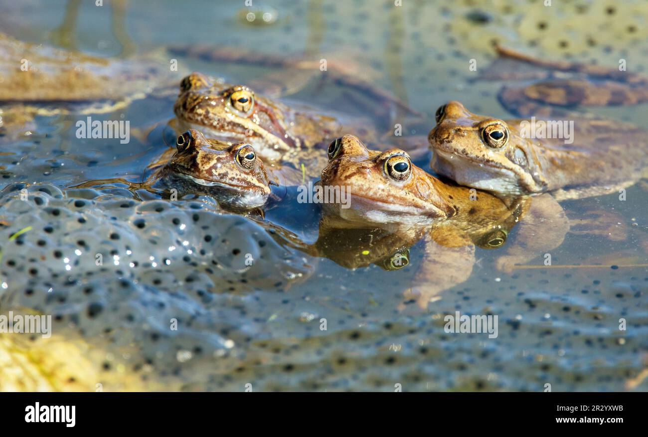 Europäische braune Frosch in lateinischer Rana temporaria mit Eiern Stockfoto