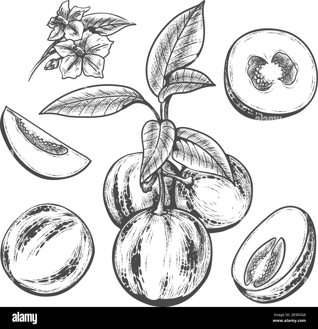 Gravur von Pepino-Früchten Stock Vektor