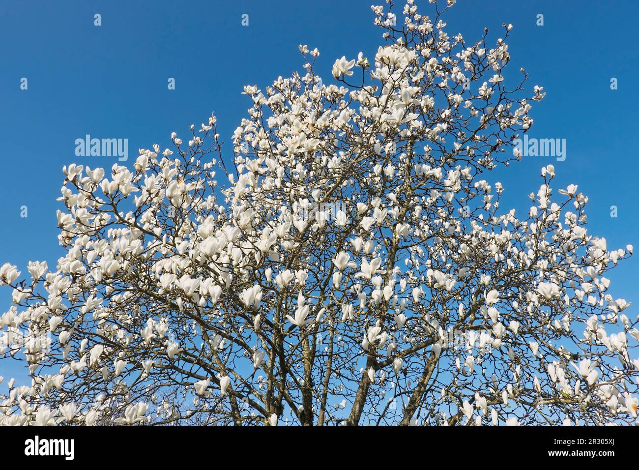 Kobus Magnolia (Magnolia kudos) - eine Frühlingsschönheit mit weißen Blüten vor blauem Himmel. British Columbia, Kanada. Stockfoto
