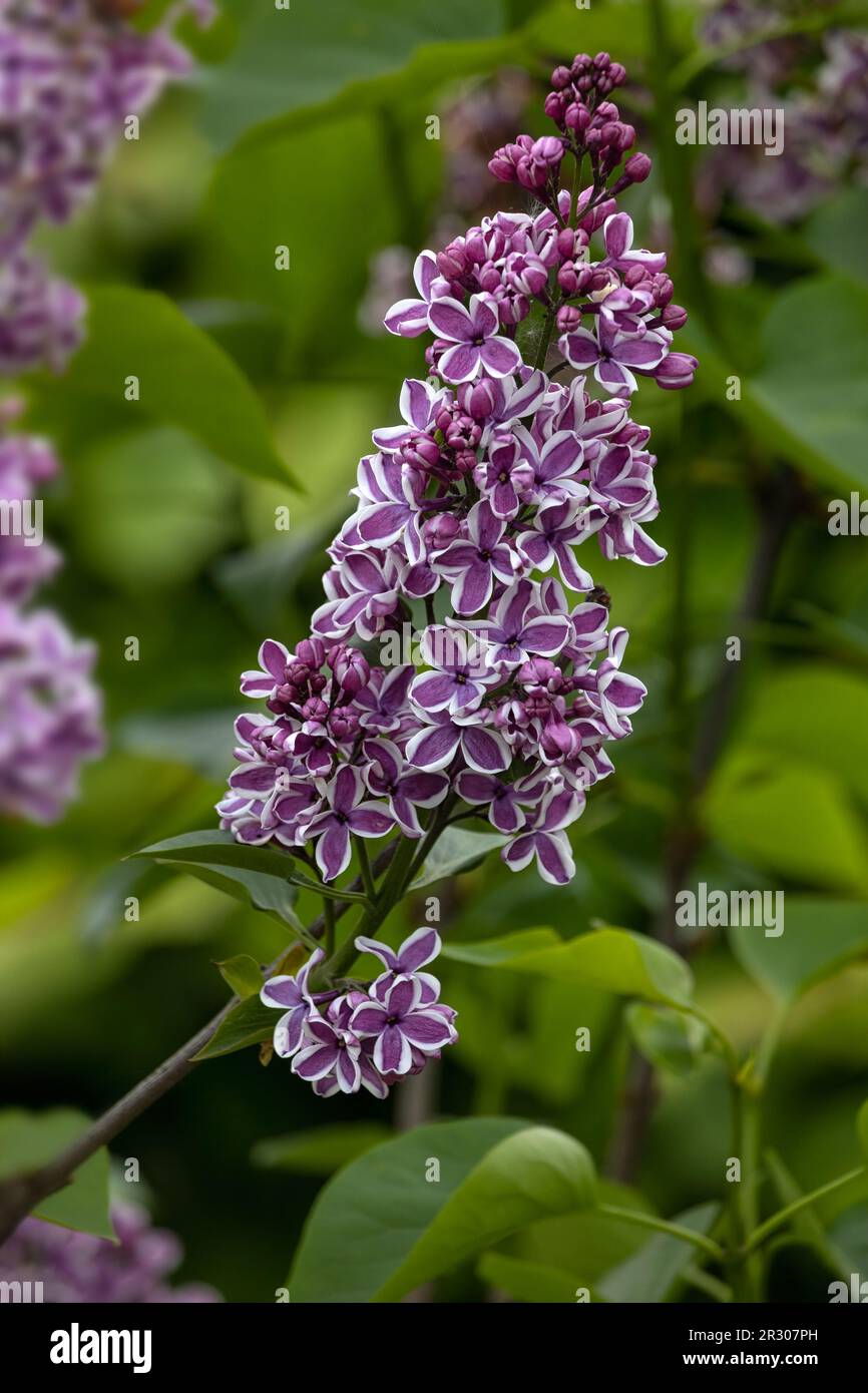 Nahaufnahme der Blüten von Syringa vulgaris „Sensation“ in einem Garten im Frühling Stockfoto