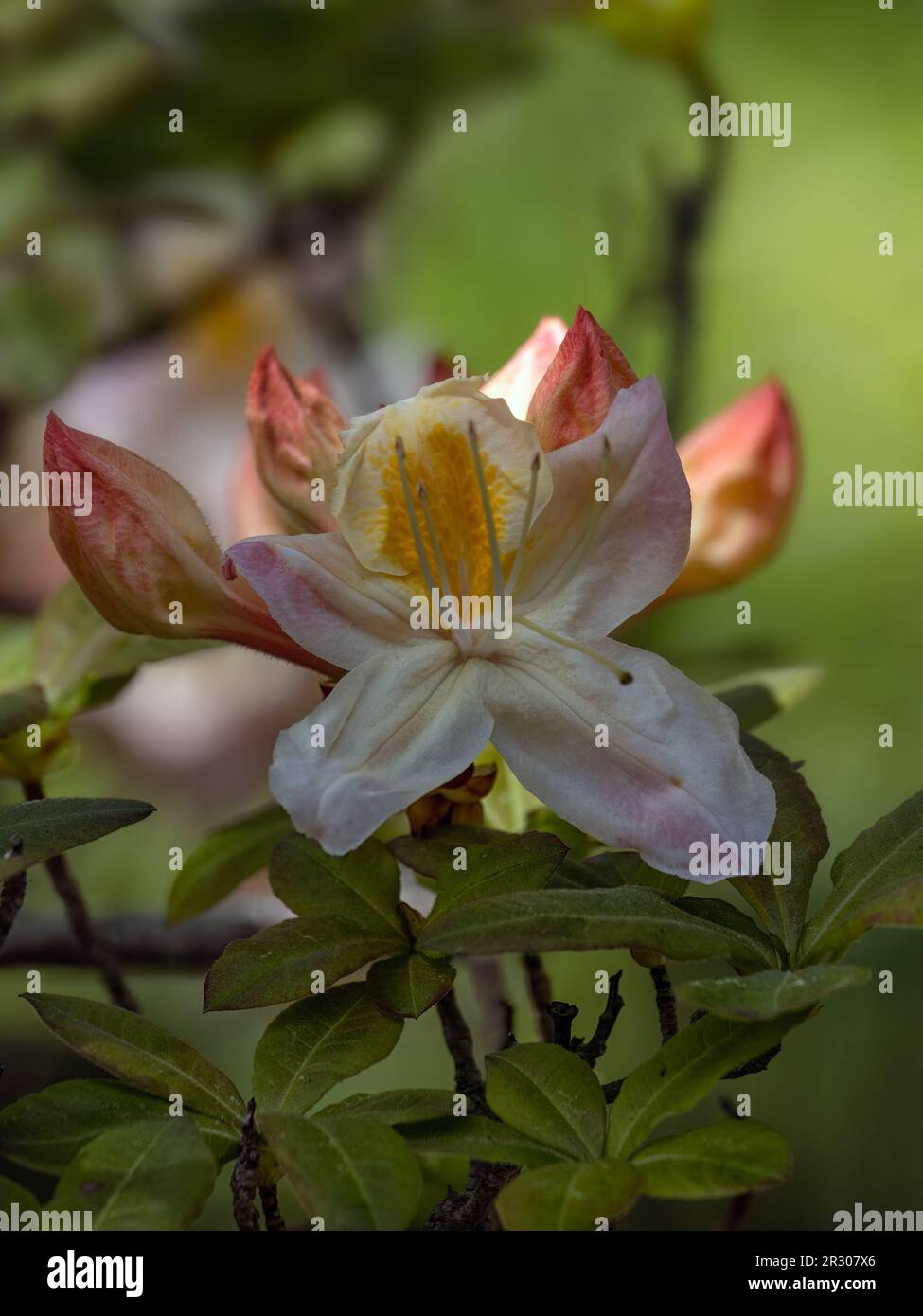 Nahaufnahme der Blume von Rhododendron „Silver Slipper“ in einem Garten im Frühling Stockfoto
