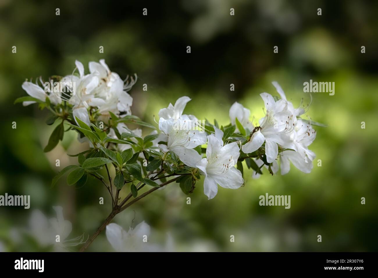 Nahaufnahme der Blüten von Rhododendron "Palestrina" in einem Garten im Frühling Stockfoto
