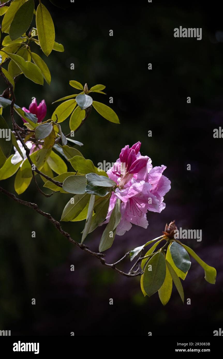 Zweig von Rhododendron „Pink Pearl“ (Hybrid) mit Blumen und Blättern im Frühling vor dunklem Hintergrund Stockfoto