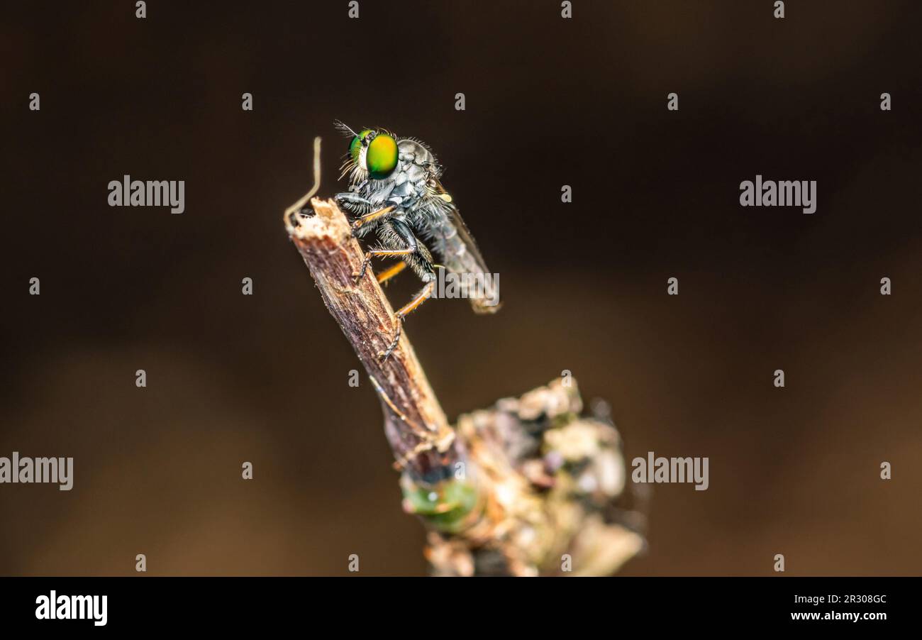 Nahaufnahme einer Räuberfliege auf Zweig und dunklem Hintergrund, Naturhintergrund, großes Augeninsekt, Thailand. Stockfoto