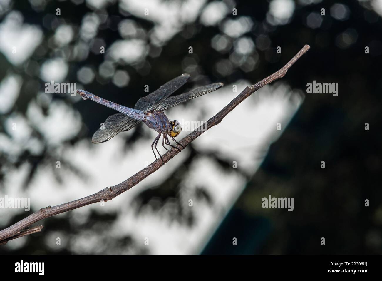 Nahaufnahme von Dragonfly hoch oben auf einem Ast, trockenem Holz und Naturhintergrund, selektiver Fokus, Insektenmakro, farbenfrohes Insekt in Thailand. Stockfoto