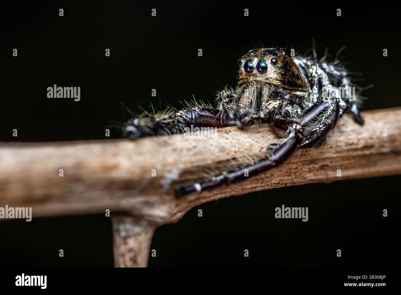 Nahaufnahme eine schwarze Springspinne auf einem trockenen Ast hat einen Dorn und natürlichen Hintergrund, Insektenfoto, selektiver Fokus. Stockfoto