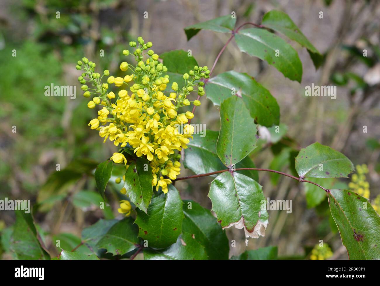 Gelbe stechpalme -Fotos und -Bildmaterial in hoher Auflsung  Alamy