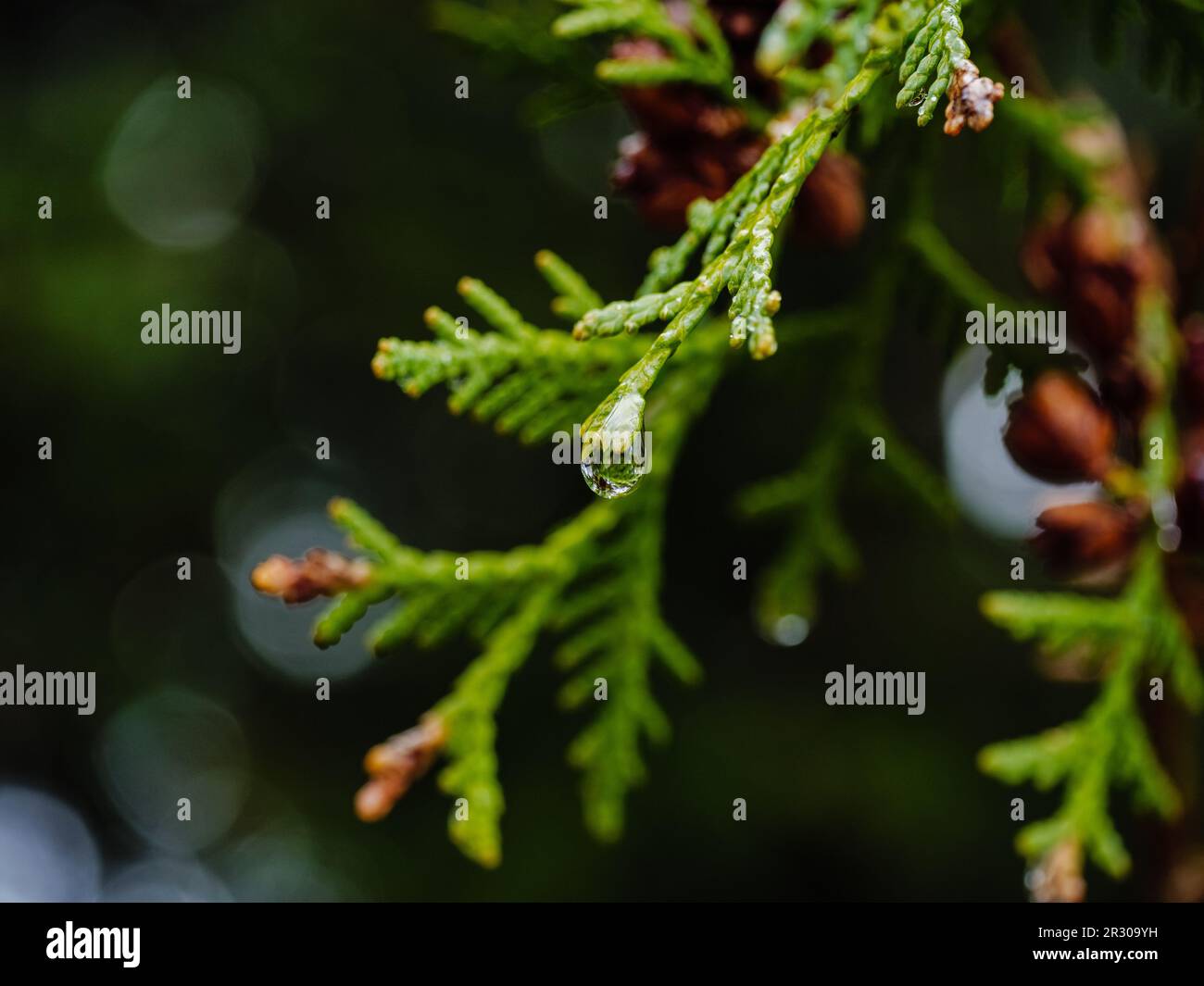 Ein Wassertropfen nach dem Regen auf einem Thuja-Zweig mit verschwommenem Hintergrund Stockfoto