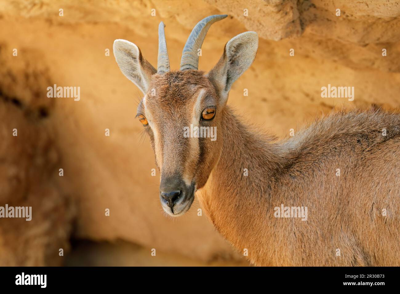 Porträt einer nubischen Ibex (Capra nubiana), Arabische Halbinsel Stockfoto