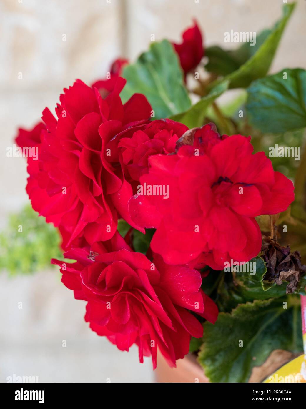 Leuchtend rote Begonia Blumen blühen im Herbst, australischer Küstengarten Stockfoto