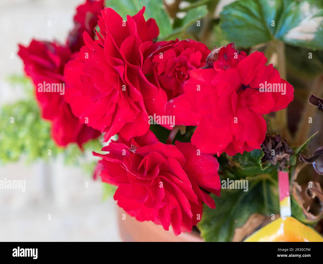 Leuchtend rote Begonia Blumen blühen im Herbst, australischer Küstengarten Stockfoto