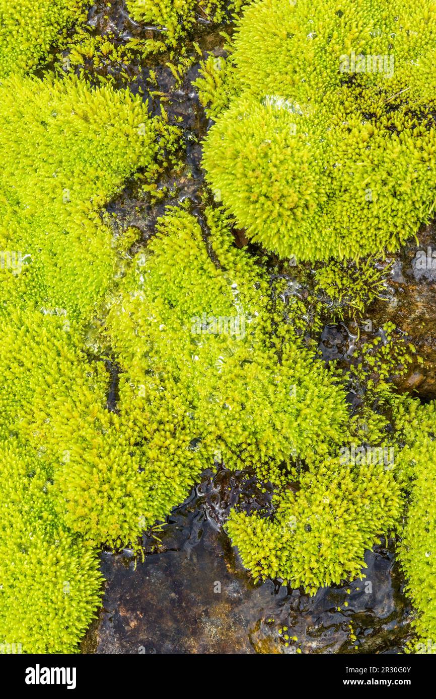 Nahaufnahme von grünem Moos mit Wassertropfen Stockfoto