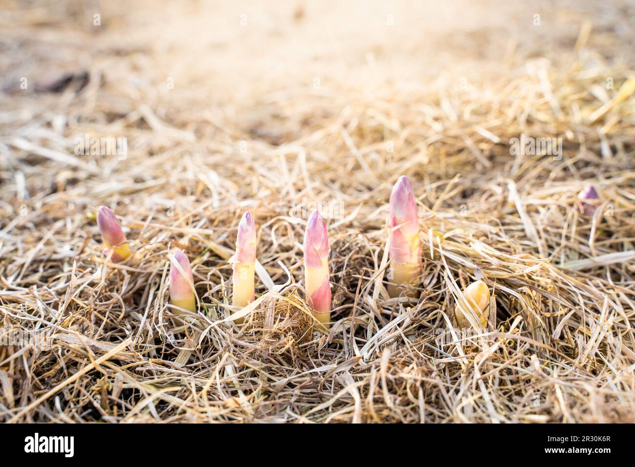 Die erste Erwärmung im Frühling im Gemüsegarten und junge Spargelstangen beginnen aktiv zu wachsen. Die ersten Früchte der Delicacy vegetab Stockfoto
