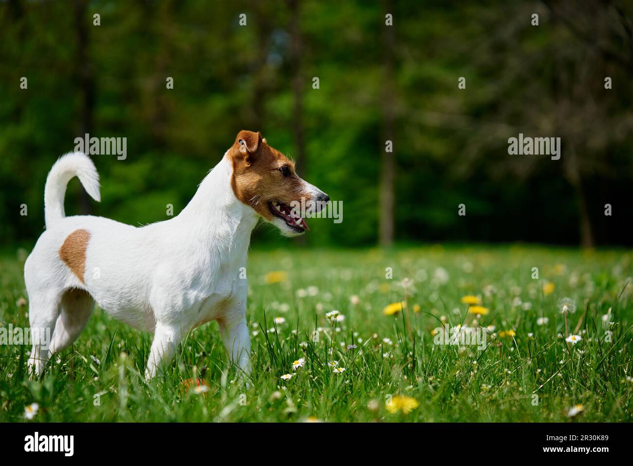 Süßer aktiver Hund, der im Sommer auf grünem Gras im Park spaziert. Jack-Russell-Terrier-Porträt im Freien Stockfoto