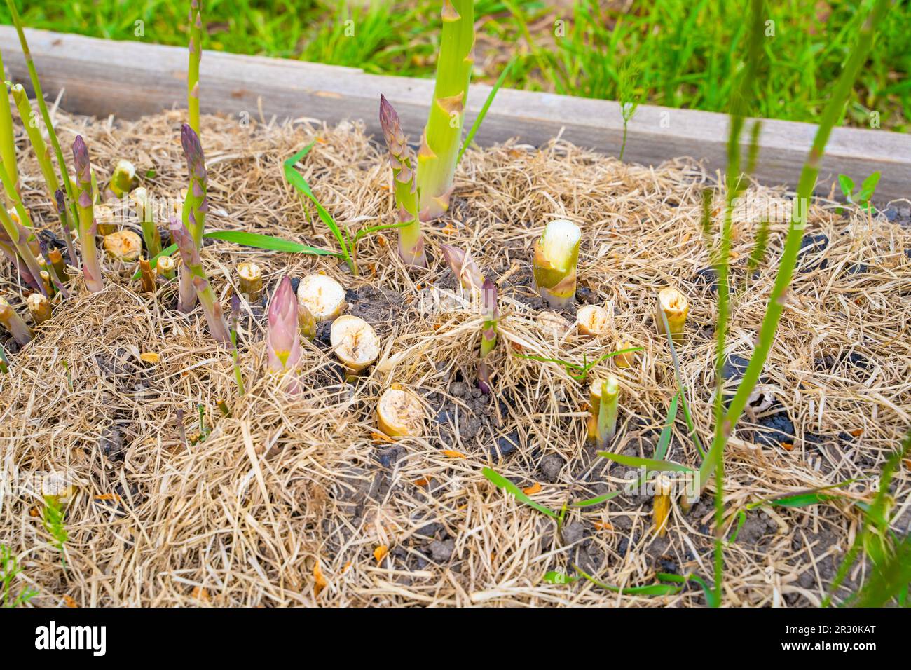 Petiolen nach Spargelernte in der Nahaufnahme im Gemüsegarten. Plantage mit Spargel im Heimgarten Stockfoto