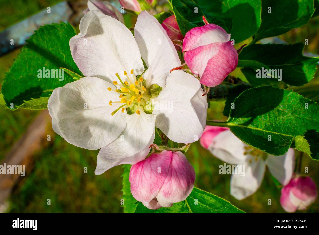 Weiße und rosafarbene Blüten eines blühenden Apfelbaums in Nahaufnahme Stockfoto