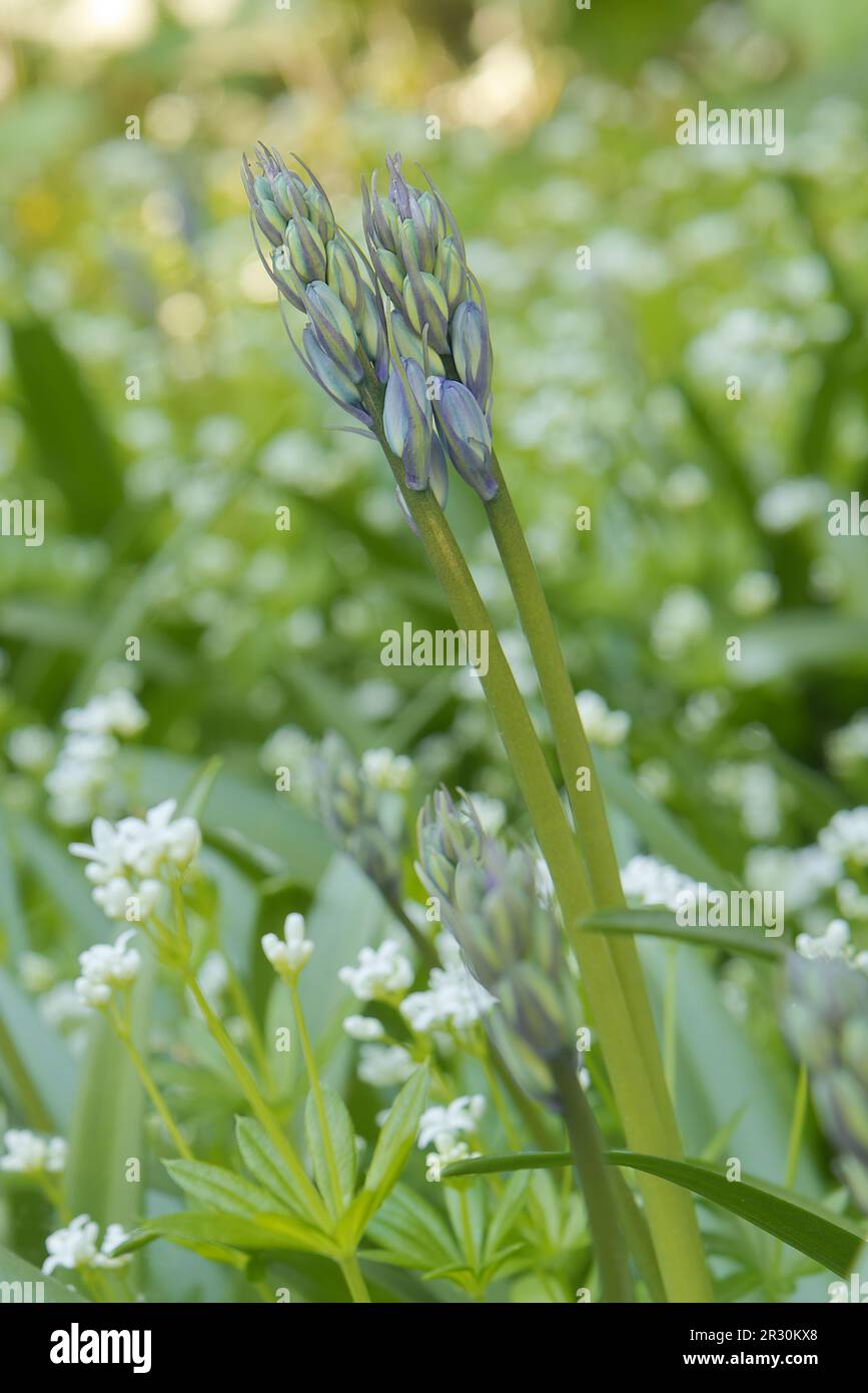 Ein Paar Hyacinthoides non-scripta, englische Blüten, die auf einer Wiese wachsen, mit noch nicht geöffneten Knospen. Stockfoto
