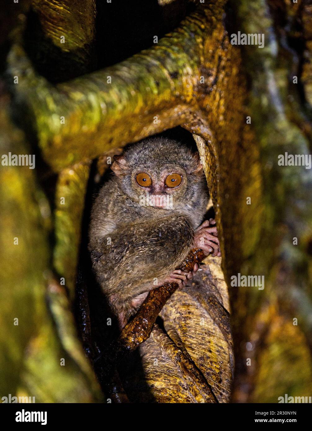 Spectral Tarsier sitzt in der Höhle eines tropischen Baumes im Dschungel. Indonesien. Sulawesi-Insel. Stockfoto