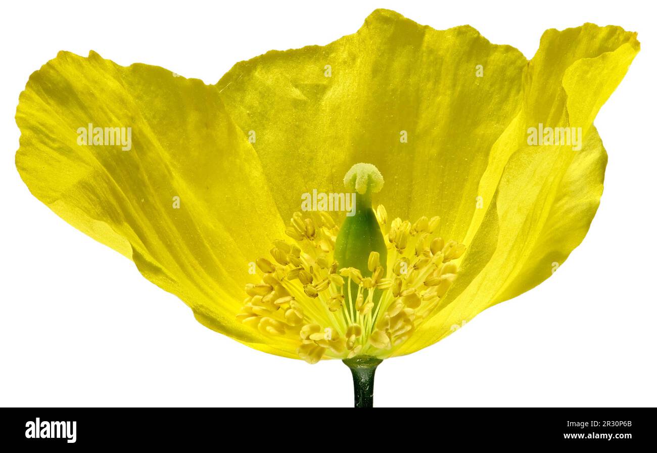 Gelber Mohn – Nahaufnahme mit Stigma, Anthers und Pollen (eine Blüte entfernt Stockfoto