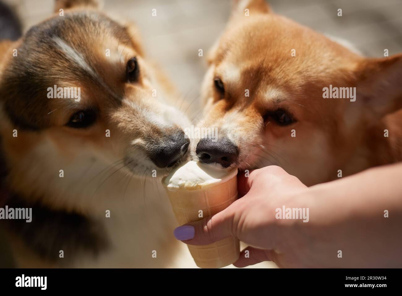 Ein paar lustige Corgi-Hunde, die vom Besitzer etwas essen. Zwei junge Pembroke Welsh Corgis, die ein Eis lecken Stockfoto