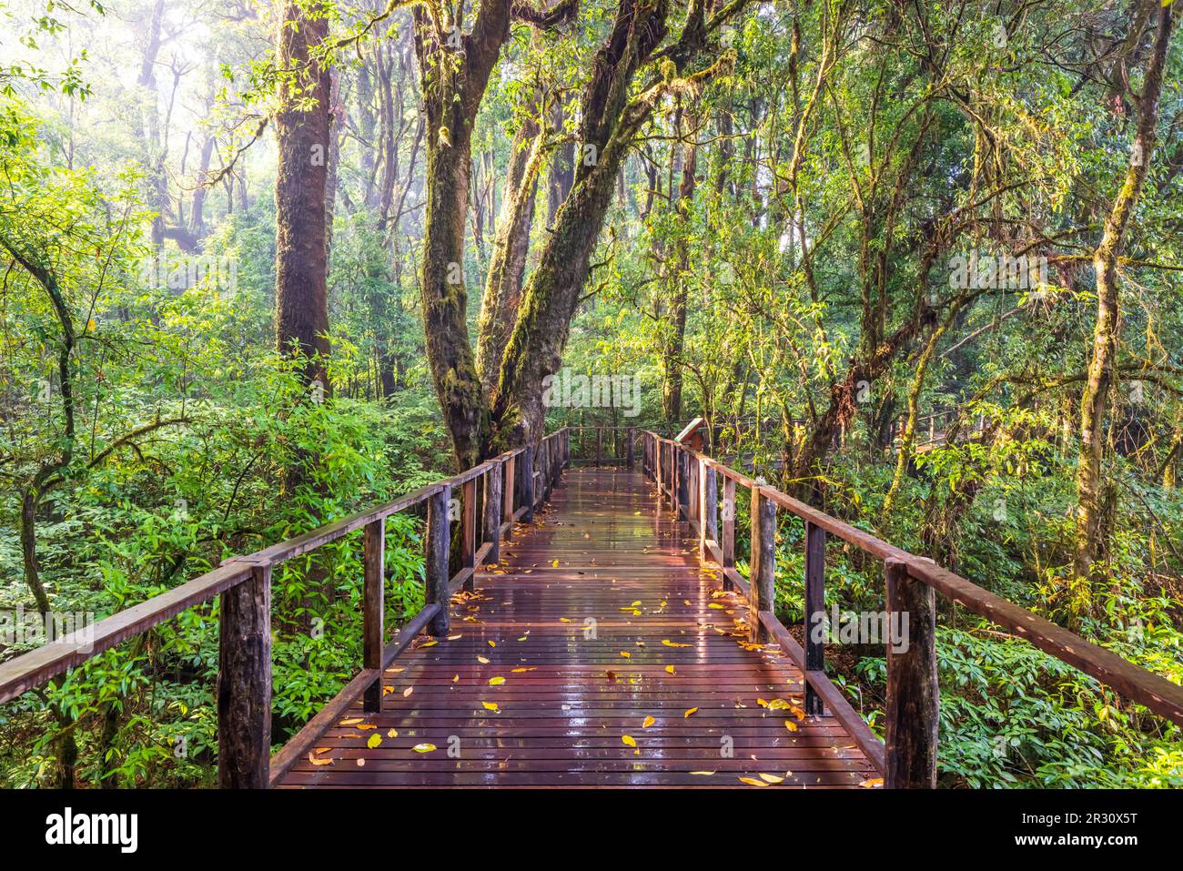 Ein leerer Teakholzsteg vorbei am Wolkenwald nach dem Regen. Der Nationalpark Doi Inthanon ist eine Touristenattraktion in Chiang Mai, Thailand. Stockfoto