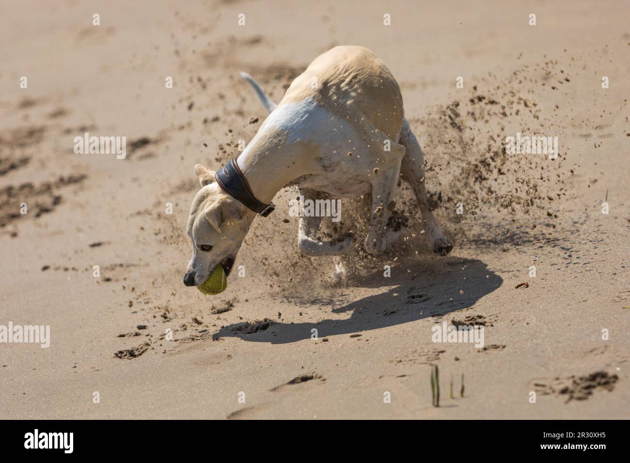 Whippet hat einen Hund, der einen Tennisball am Strand holt Stockfoto