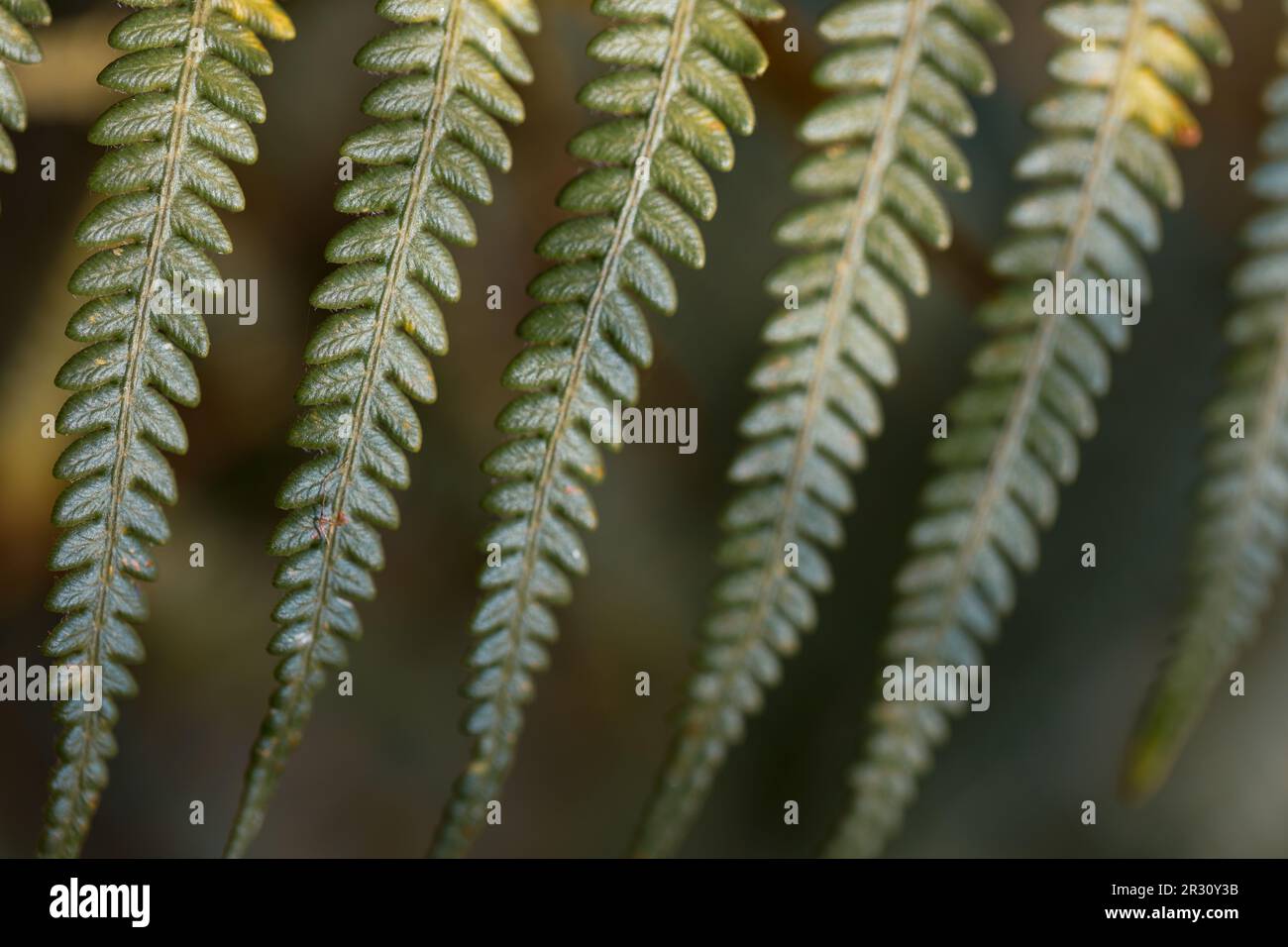 Eine Nahaufnahme der grünen Farnblätter zeigt Venenstrukturen innerhalb des Blatts auf verwischten natürlichen Hintergrund. Draufsicht. Flach verlegt. Stockfoto