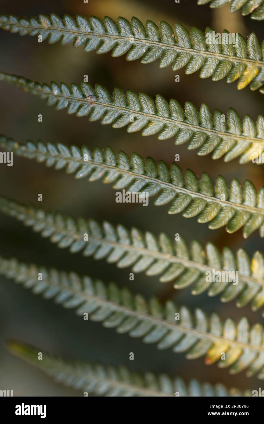 Eine Nahaufnahme der grünen Farnblätter zeigt Venenstrukturen innerhalb des Blatts auf verwischten natürlichen Hintergrund. Draufsicht. Flach verlegt. Stockfoto