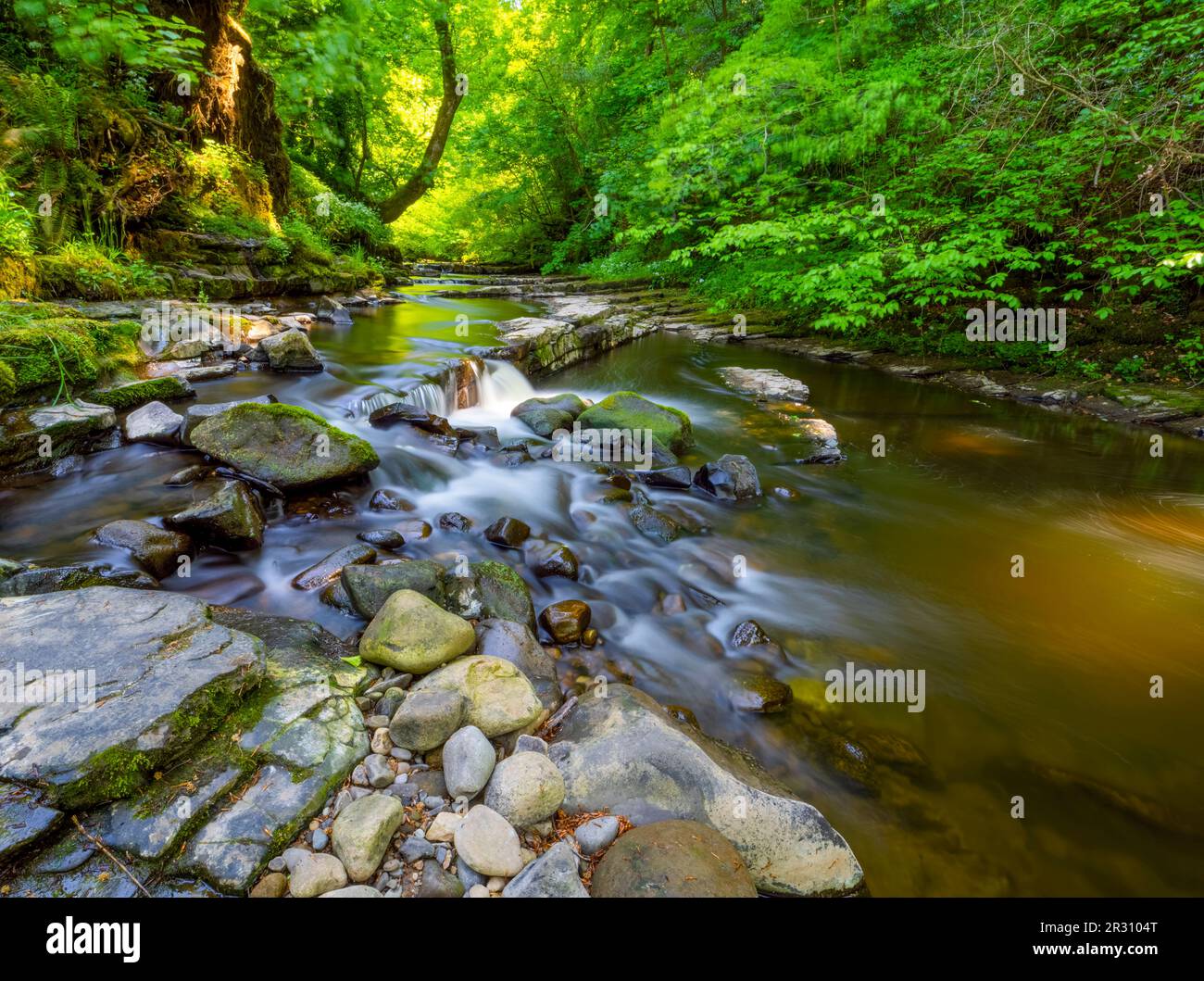 Der Brock River Brock, der über Felsen stürzt, während er durch Wälder in Brock Bottom bei Preston, Lancashire, Großbritannien, fließt Stockfoto