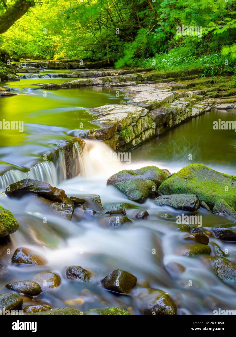 Der Brock River Brock, der über Felsen stürzt, während er durch Wälder in Brock Bottom bei Preston, Lancashire, Großbritannien, fließt Stockfoto