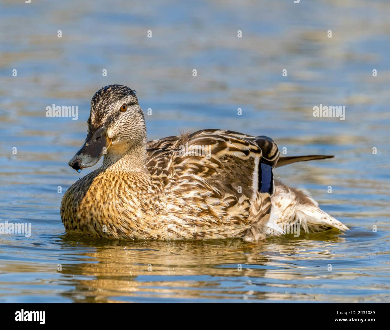 Eine weibliche Pintail-Ente (Anas acuta), auch bekannt als Northern Pintail, an einem See in Fleetwood, Lancashire, Großbritannien Stockfoto