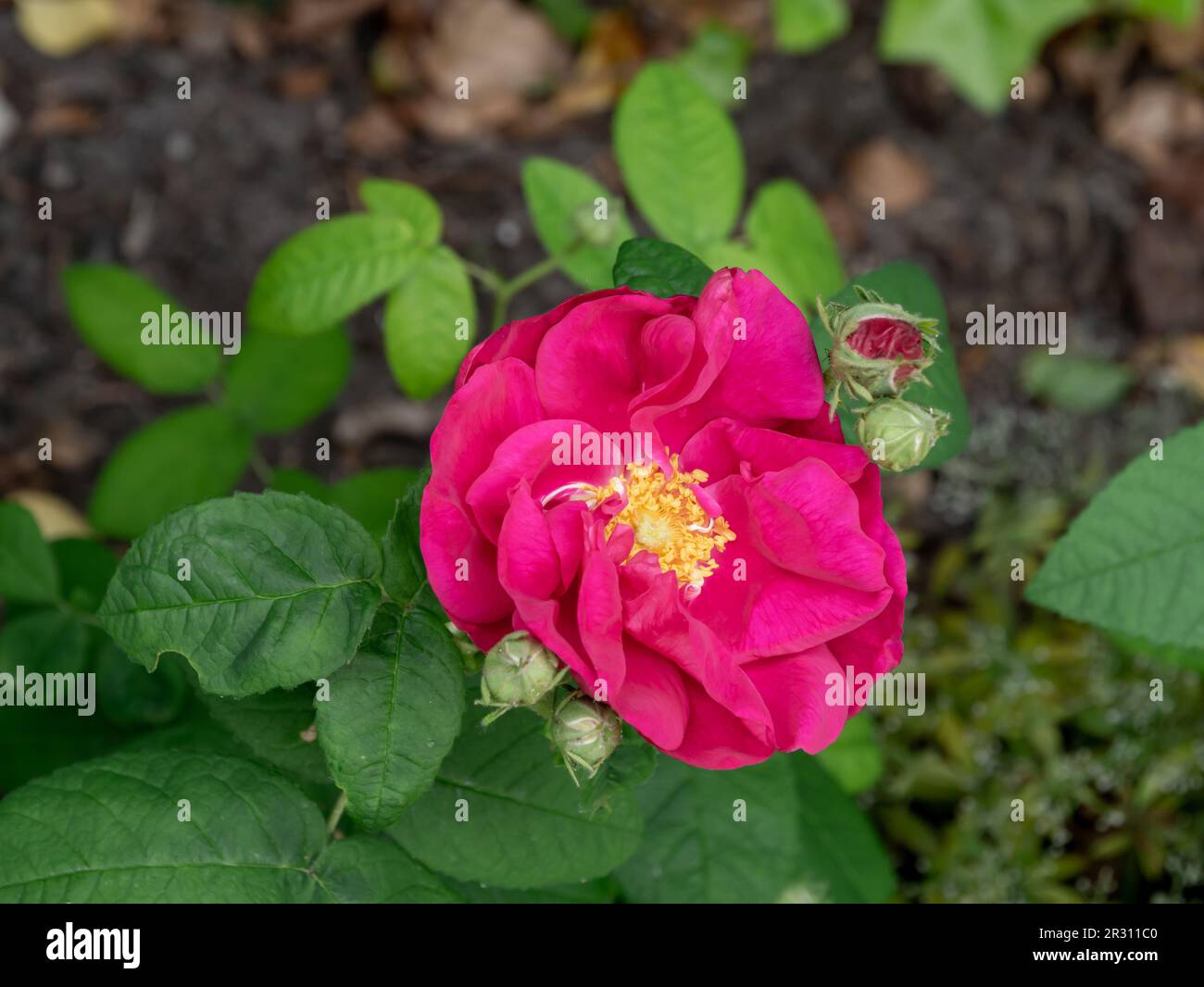 Französische Rose, Rosa Gallica, Blume aus nächster Nähe im Garten, Niederlande Stockfoto