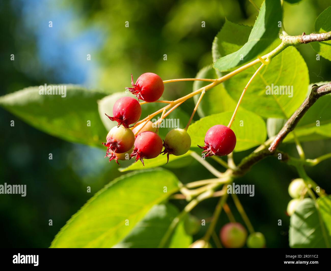 Rote Beeren, die auf Juneberry reifen, Amelanchier Lamarckii, Baum im Garten, Niederlande Stockfoto