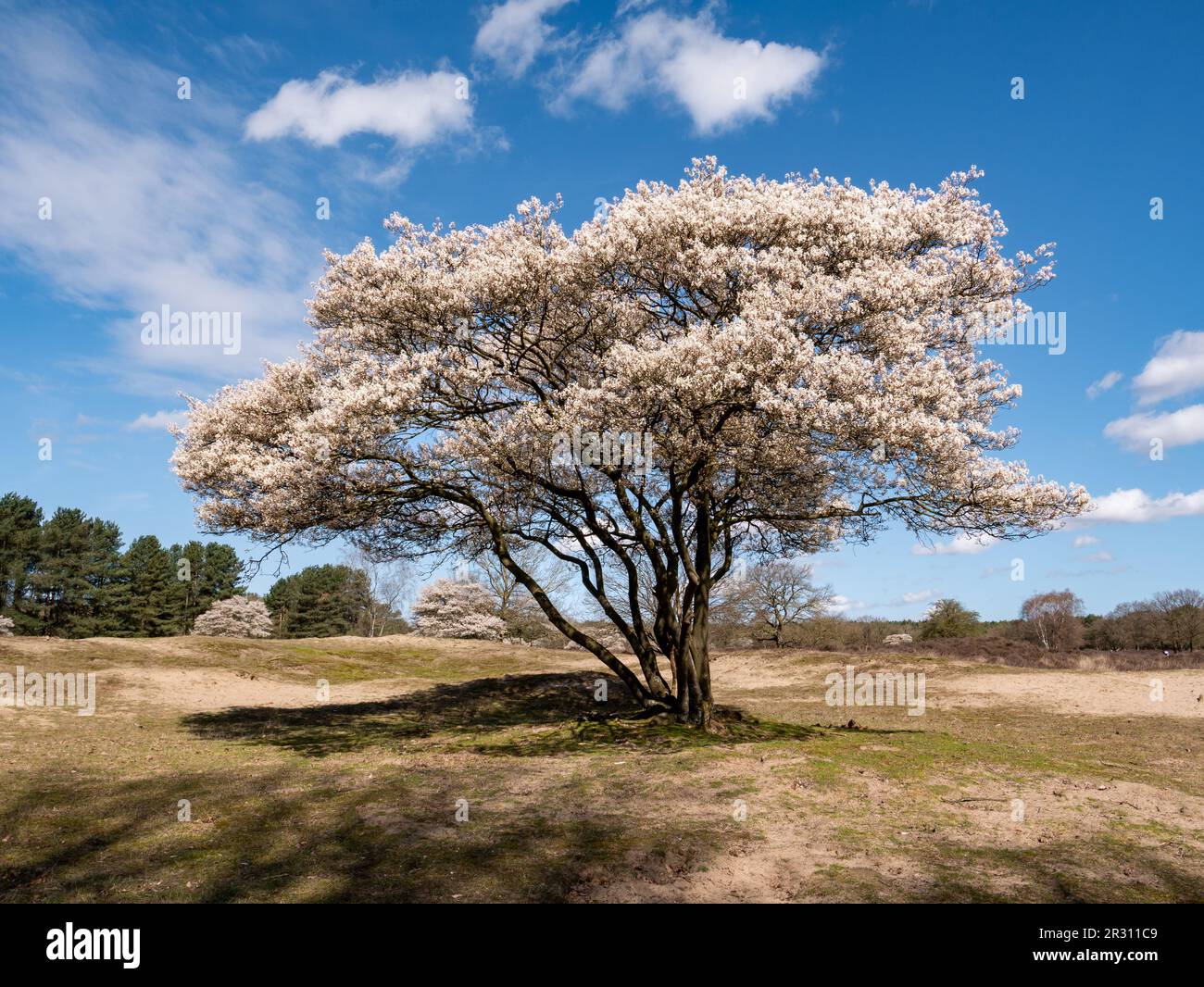 Juneberry- oder Serviceberry-Baum, Amelanchier lamarkii, blüht im Frühling im Naturschutzgebiet Zuiderheide, Het Gooi, Nordholland, Niederlande Stockfoto