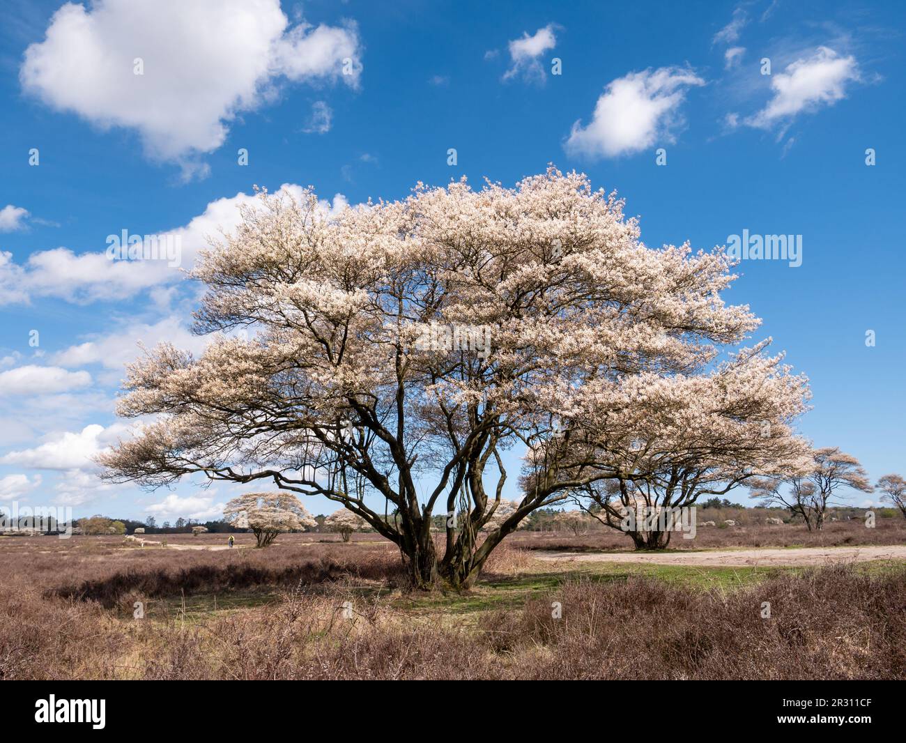 Juneberry- oder verschneiter mespilusbaum, Amelanchier lamarkii, blüht im Frühling im Naturschutzgebiet Zuiderheide, Het Gooi, Nordholland, Niederlande Stockfoto