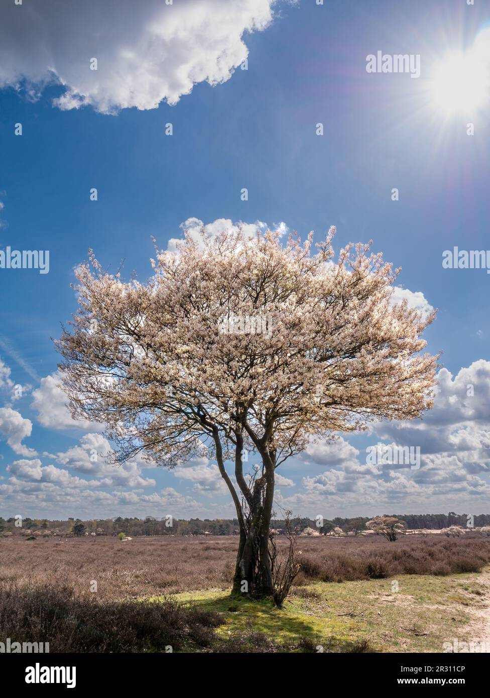 Juneberry- oder Serviceberry-Baum, Amelanchier lamarkii, blüht im Naturschutzgebiet Zuiderheide in Het Gooi, Nordholland, Niederlande Stockfoto