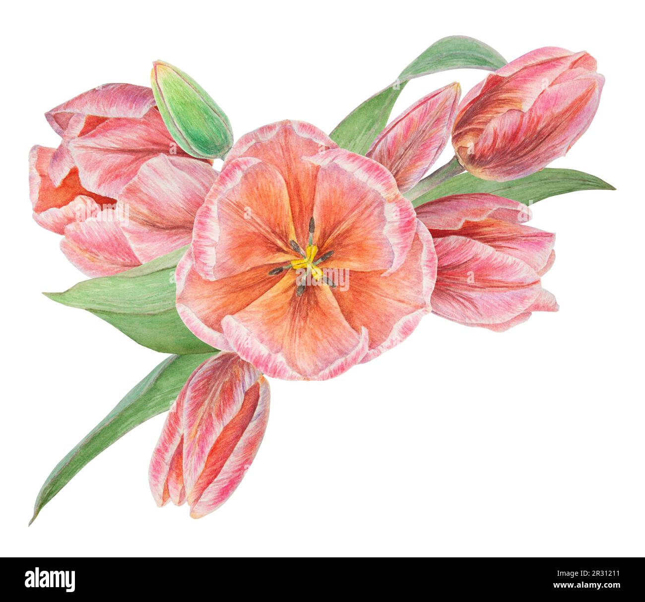 Aquarell realistische botanische Darstellung eines Bouquet mit pinkfarbenen Tulpen auf weißem Hintergrund für Ihr Design, Hochzeitsdruckprodukte, Papier Stockfoto