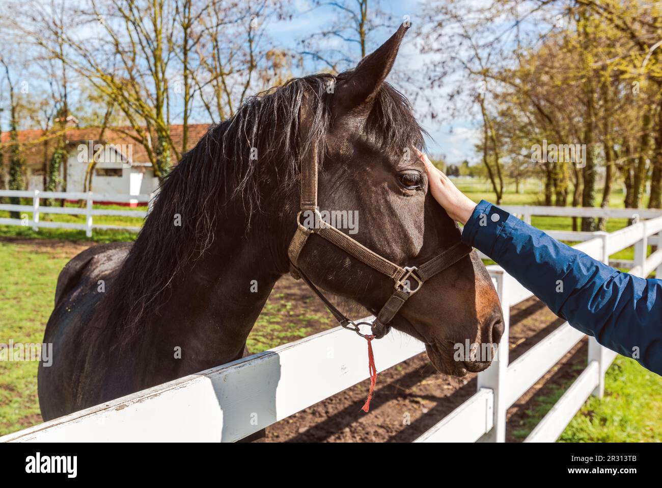 Pferdebegleitete Therapie, weibliche Hand streichelt das Pferd sanft in der Koppel und bildet eine Bindung zum Tier, selektiver Fokus Stockfoto