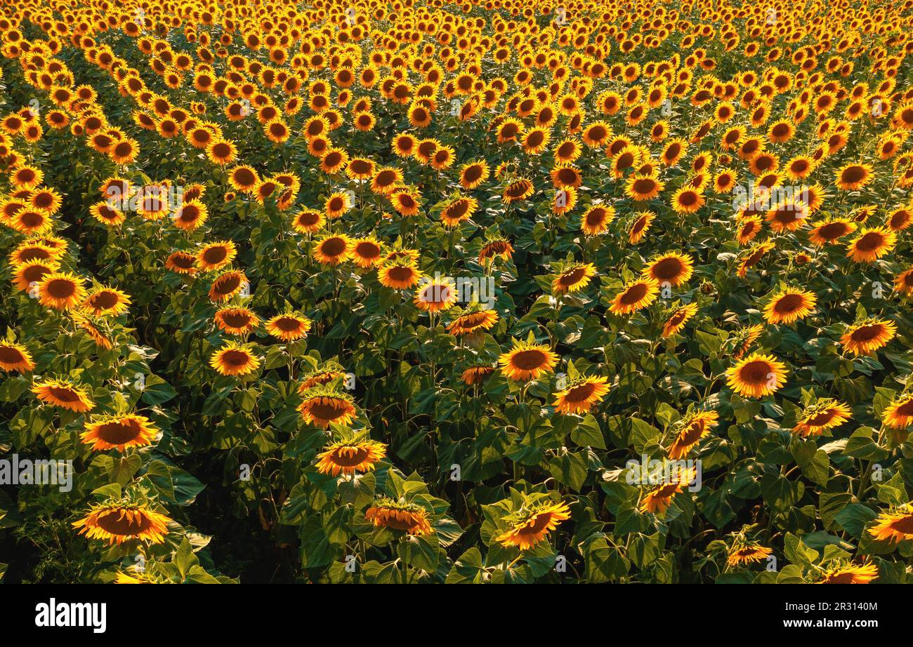 Luftaufnahme des blühenden Sonnenblumenfeldes im Sommer bei Sonnenuntergang von Drohne pov, Hochwinkel-Ansicht Stockfoto