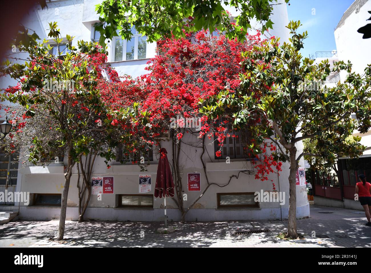 Red Flower Shrub vor einem Weißen Haus in Griechenland Stockfoto