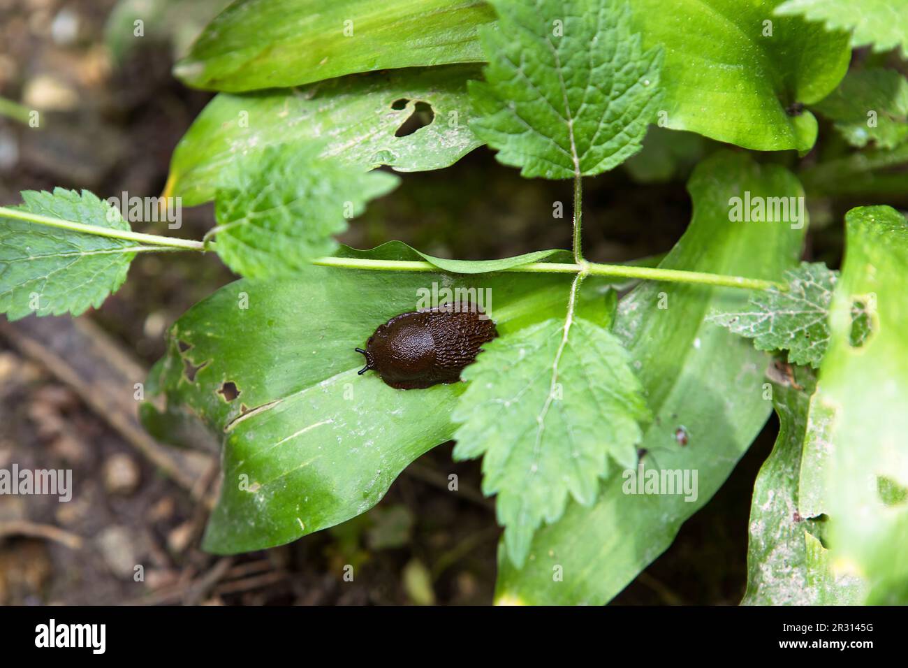 Die schwarze Schnecke, die schwarze arion, die Arion Ader. Süße Schnecke auf grünen Blättern im Wald, Blick von oben. Stockfoto