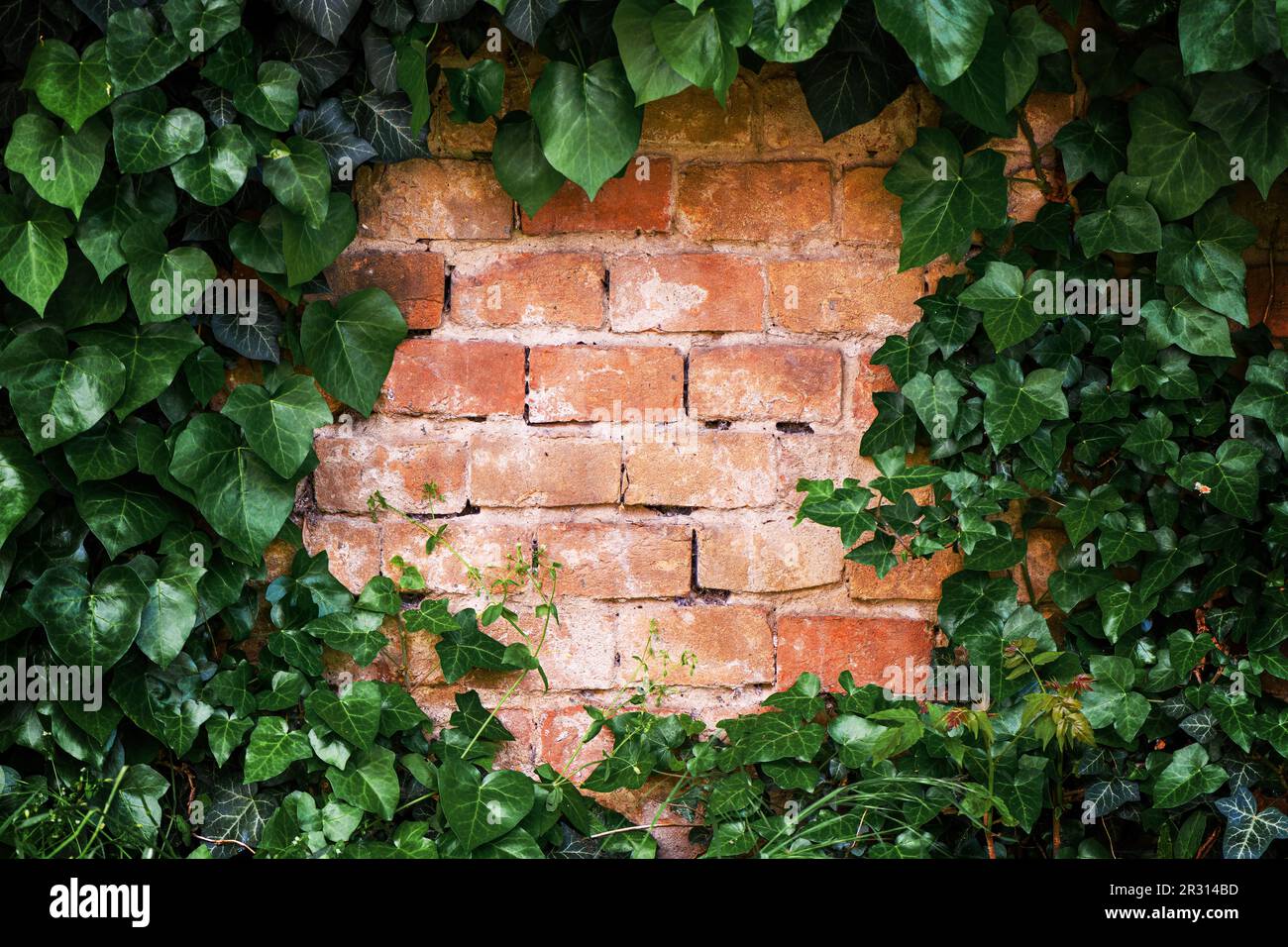 Schleichende Efeu- und Backsteinwand als Social-Media-Hintergrund mit Kopierraum Stockfoto
