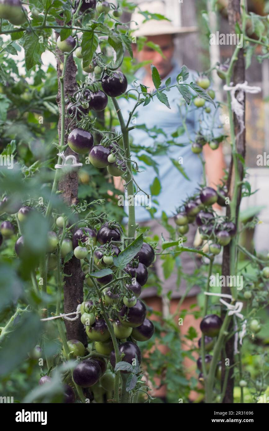 Schwarze Kirschtomaten, die mit Holzpfählen in der Ga verbunden sind Stockfoto
