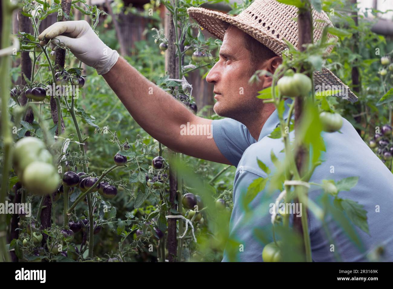 Der Bauer reinigt die kultivierten schwarzen Kirschtomaten Stockfoto