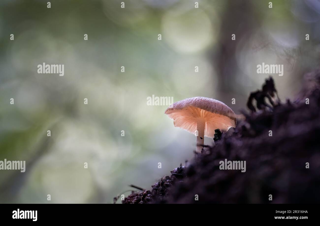 Von hinten beleuchteter, winziger Pilz, der auf dem Waldgrund wächst. Unscharfer Waldhintergrund in der Natur. Stockfoto